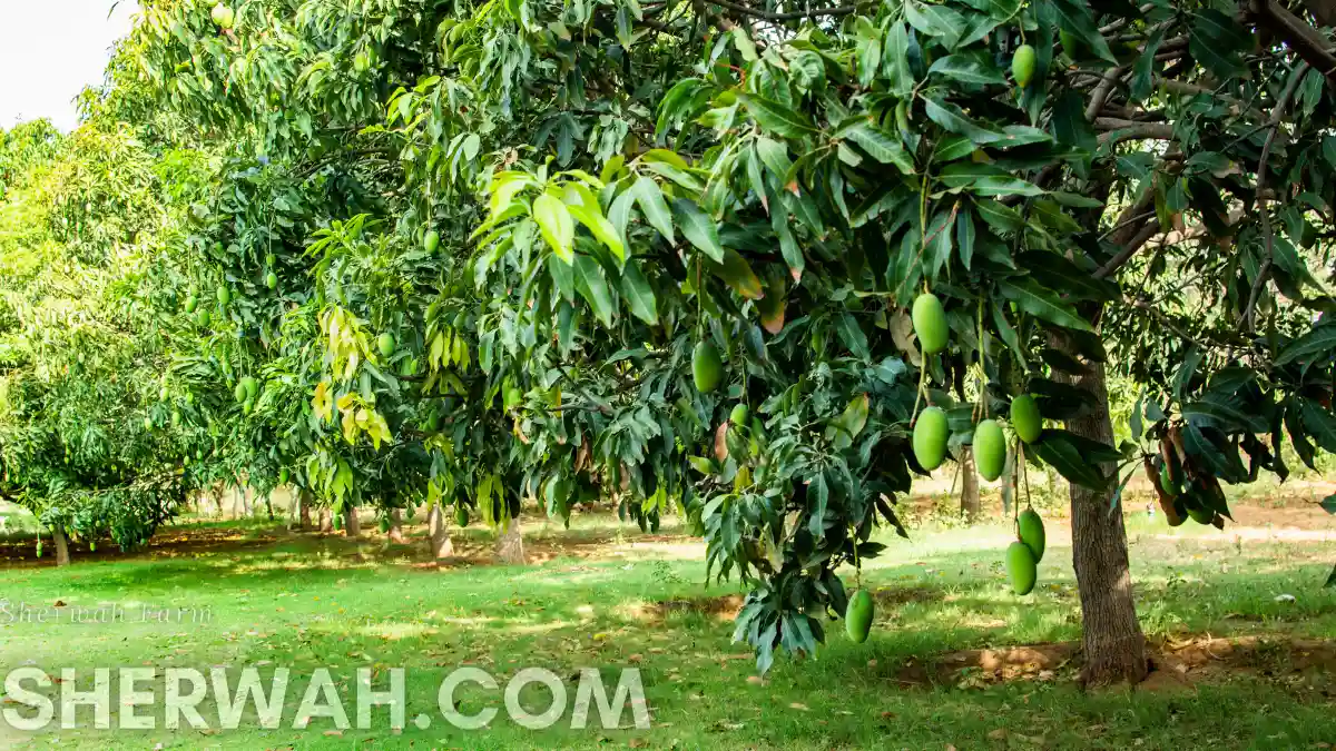 Anwar ratol Mangoes